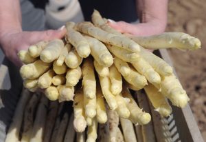 Großer Bund weiße Spargel mit den Köpfen vorwärts von Frauenhänden gehalten