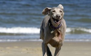 Hund rent über den Strand auf die Kamera zu, im hintegrund das blaue Meer