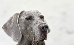 Müder Hund nach Spielen am Strand