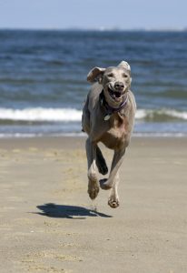 Hund rennt über den Strand auf die Kamera zu, im Hintergrund das blaue Meer