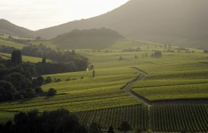 Blick von der kleinen Kalmit über Weinberge