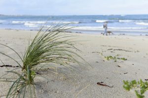 Dünengras vor beigem Sandstrand und blauem Meer