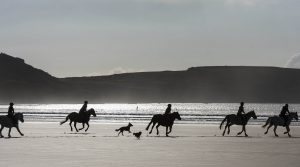 Reiter mit Hunden im Gegenlicht am Strand