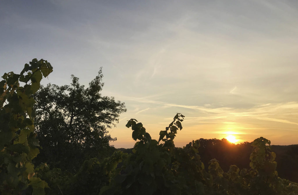 Sonnenaufgang über den Weinbergen
