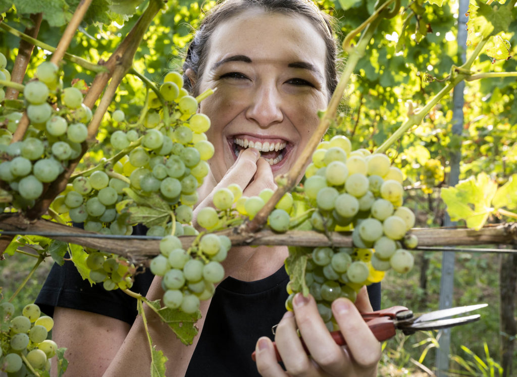Die Pfälzische Weinkönigin Anna-Maria Löffler probiert lachend die reifen trauben