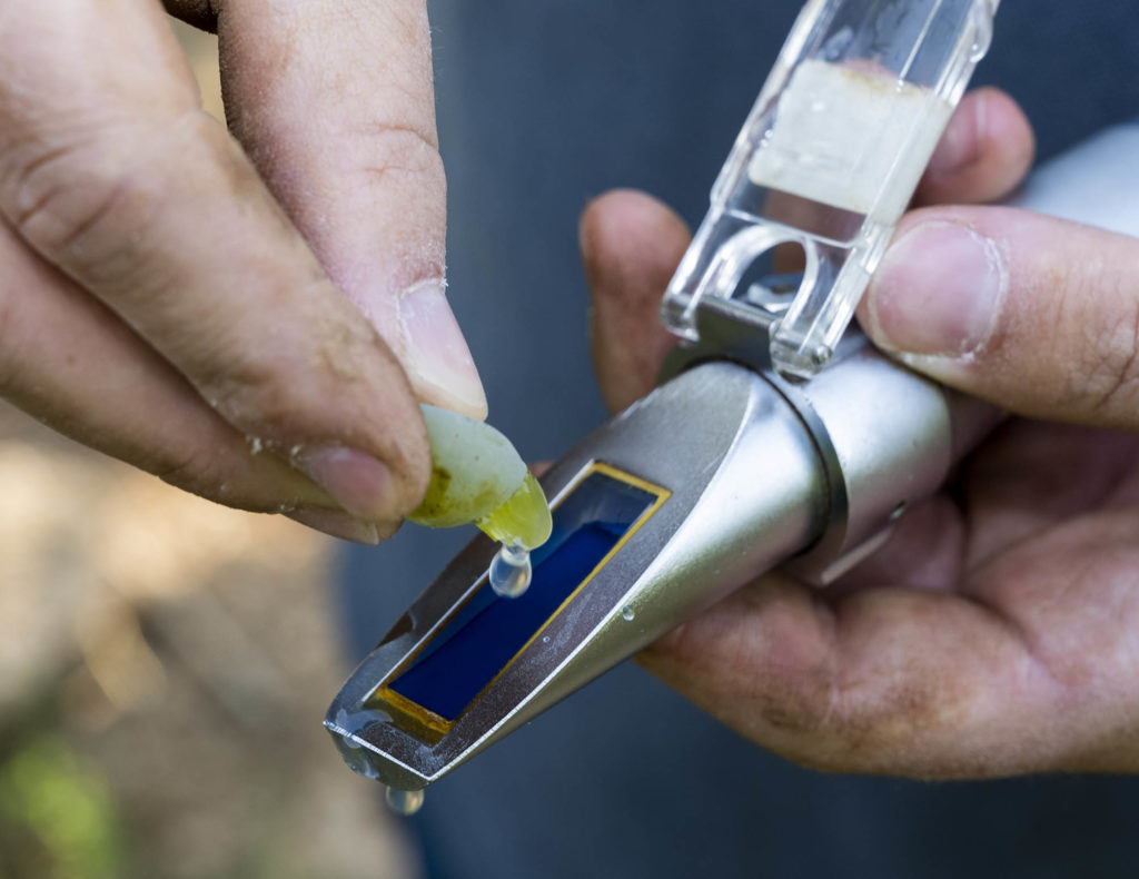 Traubensaftverschmierte Winzerhände prüfen die Trauben mit einem Refraktometer