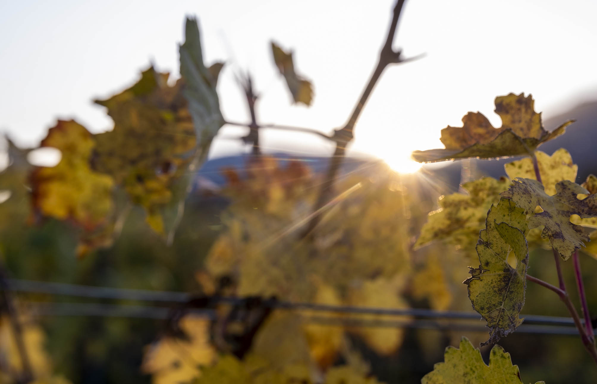 Die untergehende Sonne schickt ihre Strahlen über die bunten Blätter eines Weinbergs.