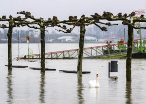 Schwan schwimmt über die Speyerer Rheinpromenade
