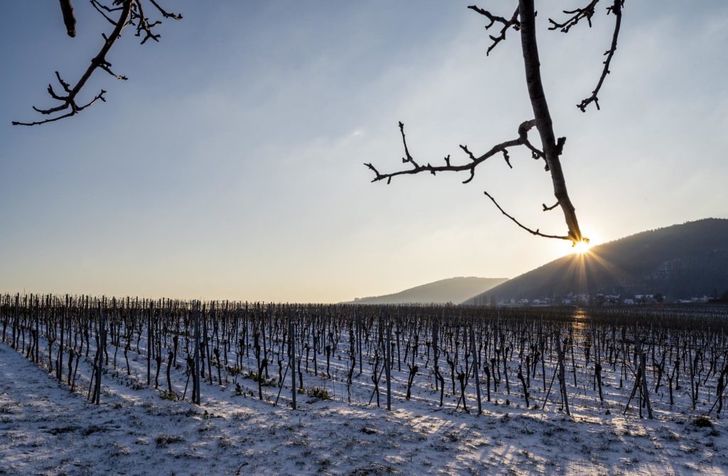 Sonne geht in der rechten Bildhälfte hinter Bergen unter, im Vordergrund kahle, schneebedeckte Weinstöcke