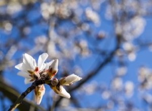 Großaufnahme einer Mandelblüte vor strahlend blauem Frühlingshimmel