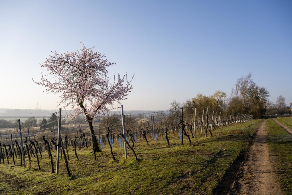 Mandelbaum im kahlen Weinberg vor leichtend blauem Himmel
