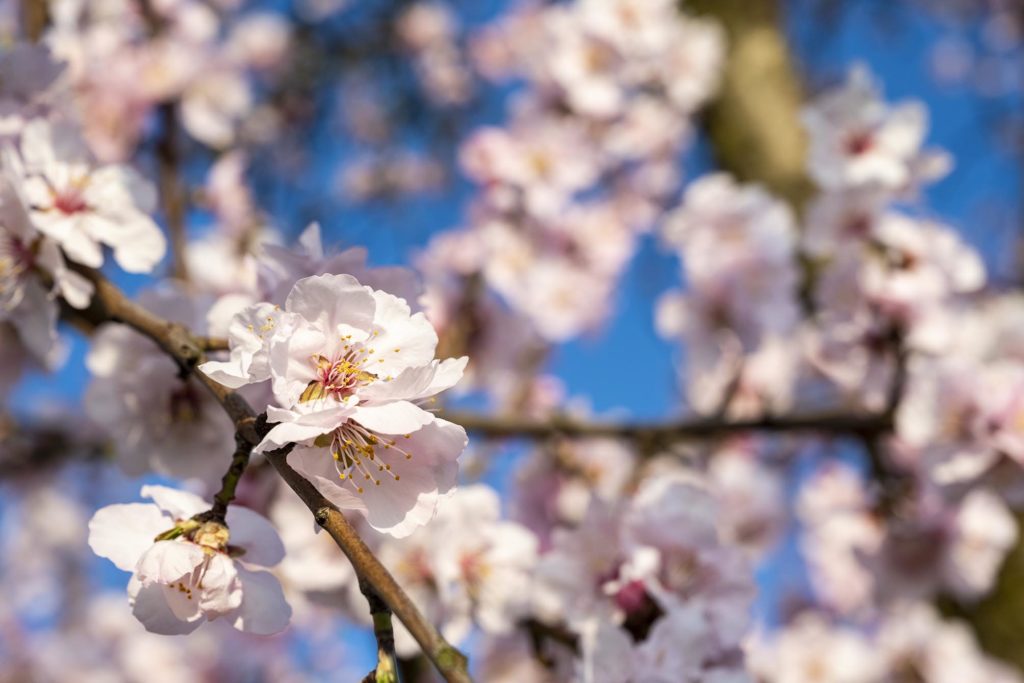 Rosa Mandelblüten am Baum vor blauem Himmel