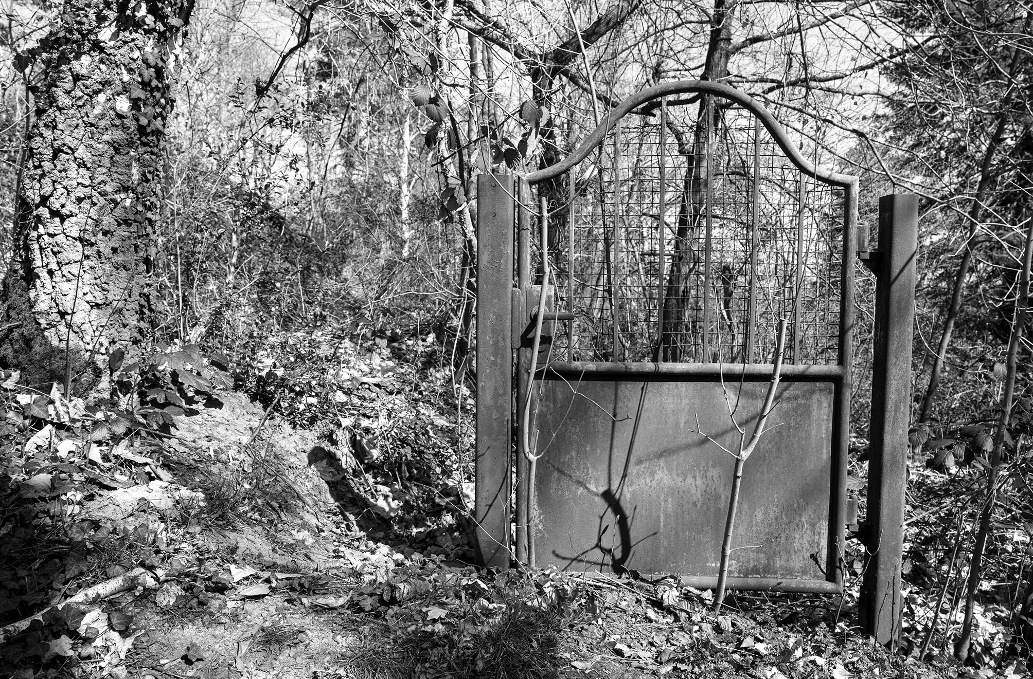 Scharz-Weiß-Foto von einem allein stehenden Metalltor im Wald