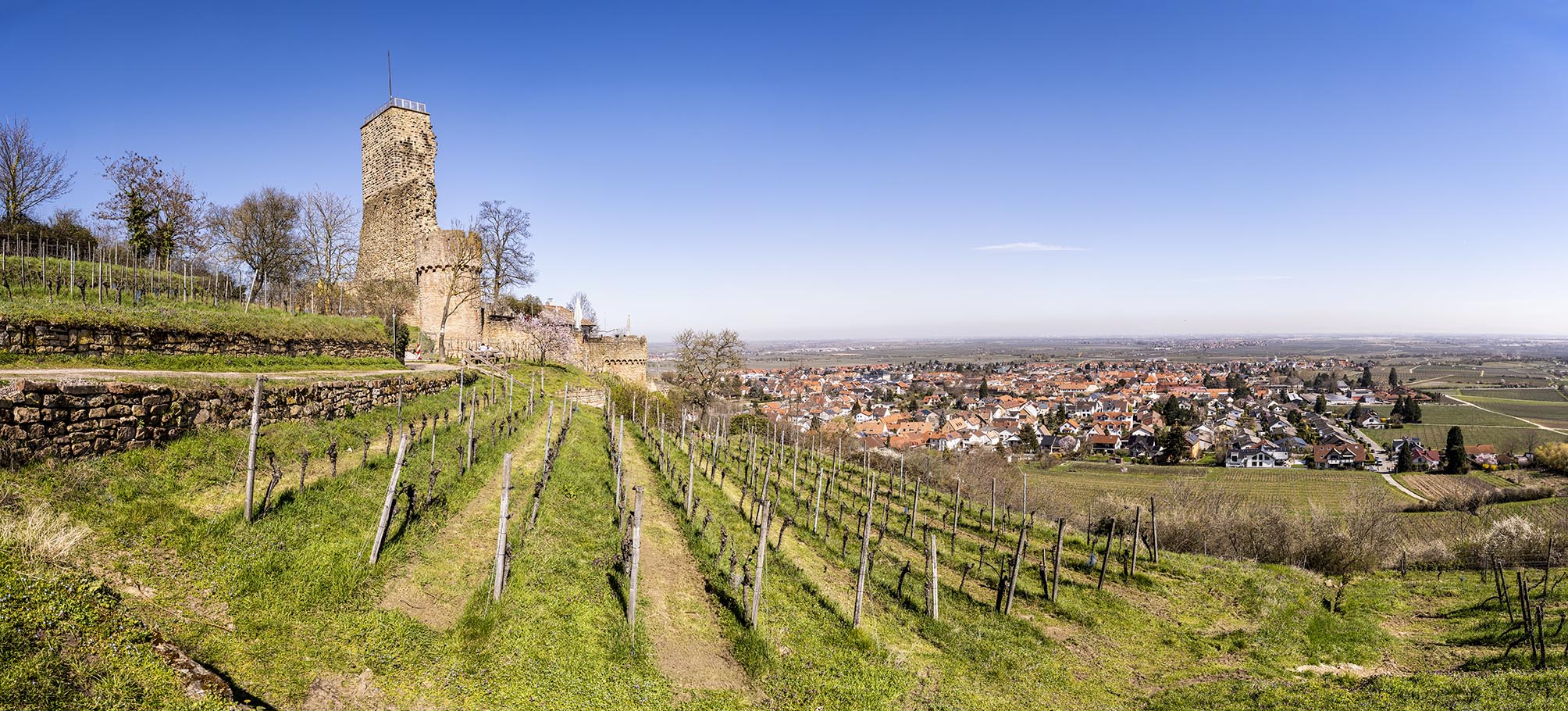 Burgruine hinter kahlem Weinberg vor blauem Himmel, im Hintergrund bergab ein Dorf