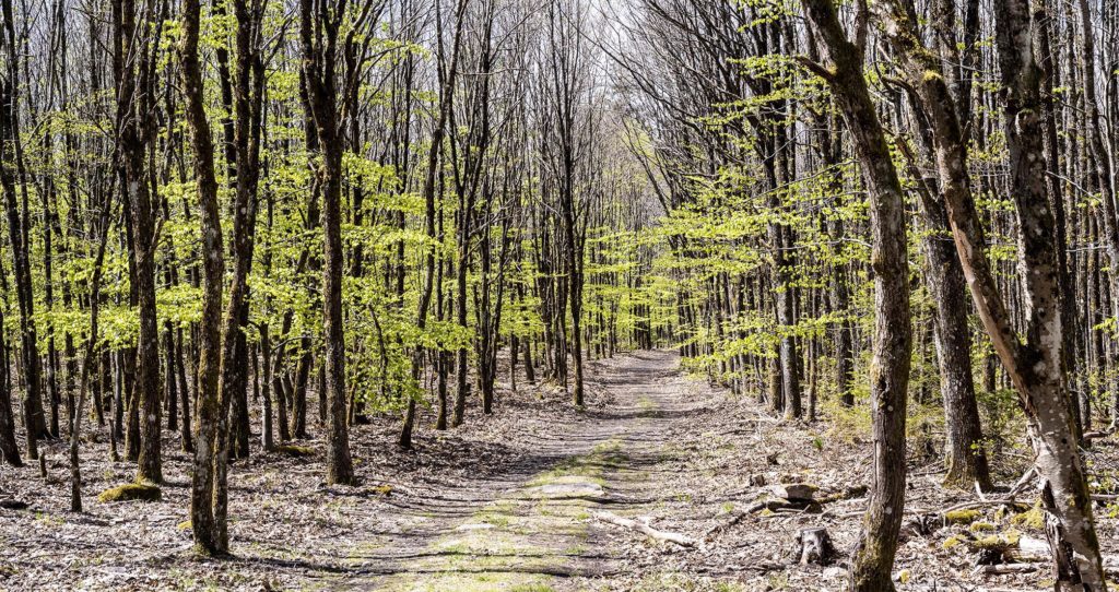 Weg durch den in zartem Grün neu sprießenden Wald