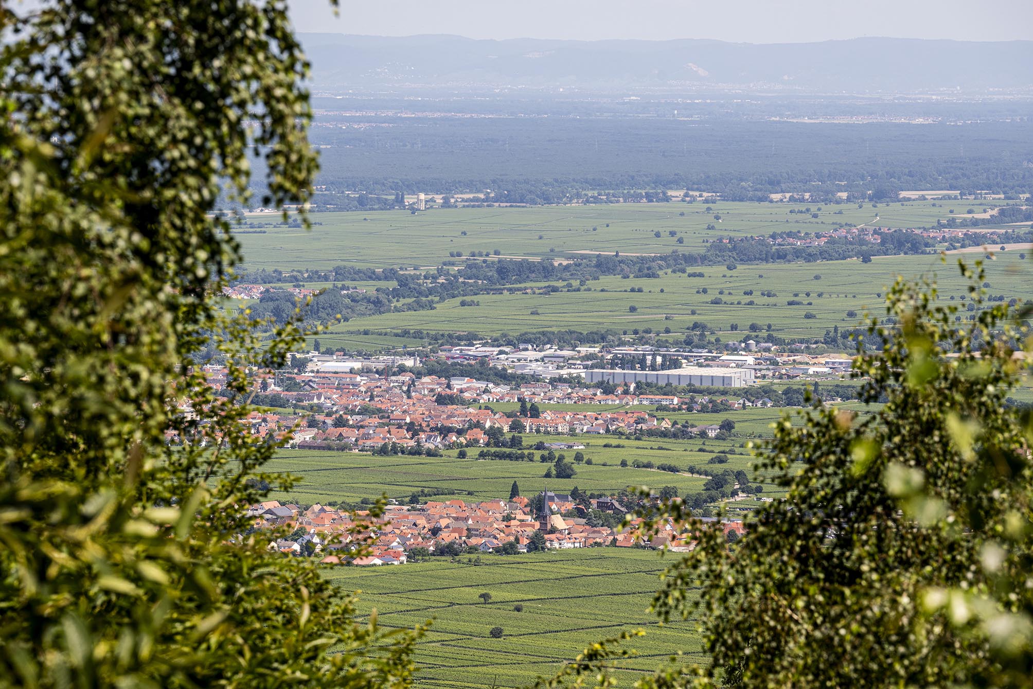 Blick auf die Rheinebene vom Pfälzerwald über Burrweiler aus