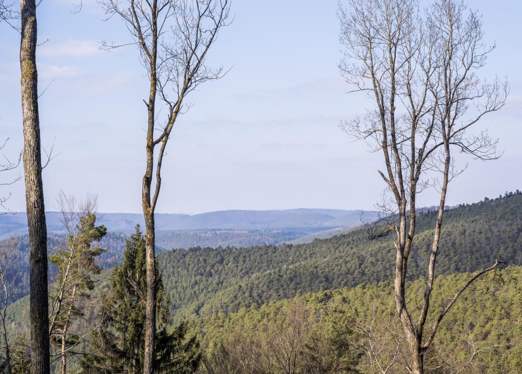 Blick über den Pfälzerwald Richtung Norden