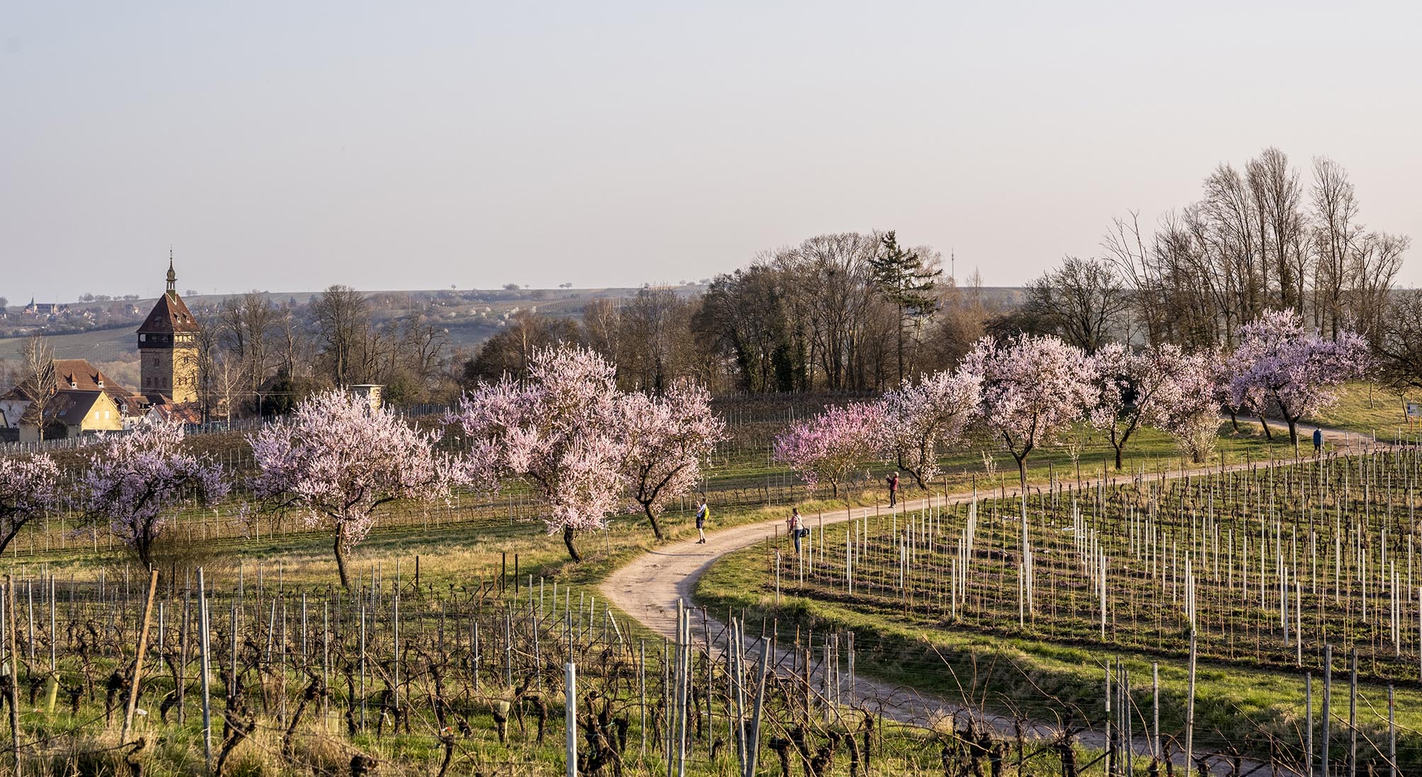 Allee von blühenden Mandelbäumen inmitten eines Weinbergs