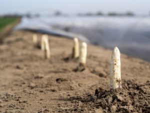 Spargelköpfe ragen aus dem Spargelfeld