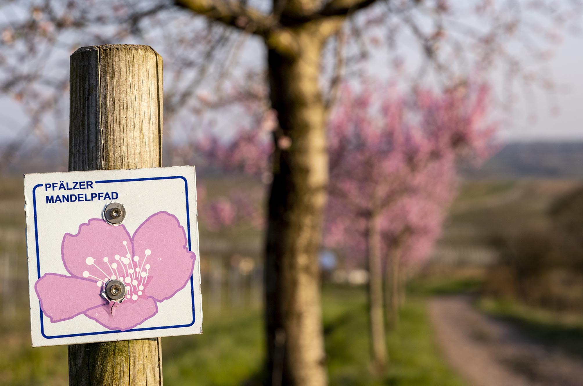 Blick entlang des Mandelpfads mit dazugehörigem Schild