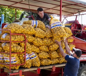 Erntehelfer laden die direkt auf der erntemaschine gepackten25-Kg-Säcke auf dem Hof ab