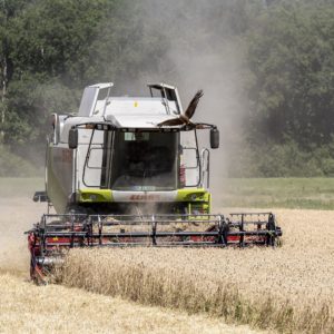 Vogel fliegt vor dem fahrenden Mähdrescher her