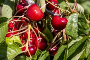 Nahaufnahme Kirschen mit grünem Laub