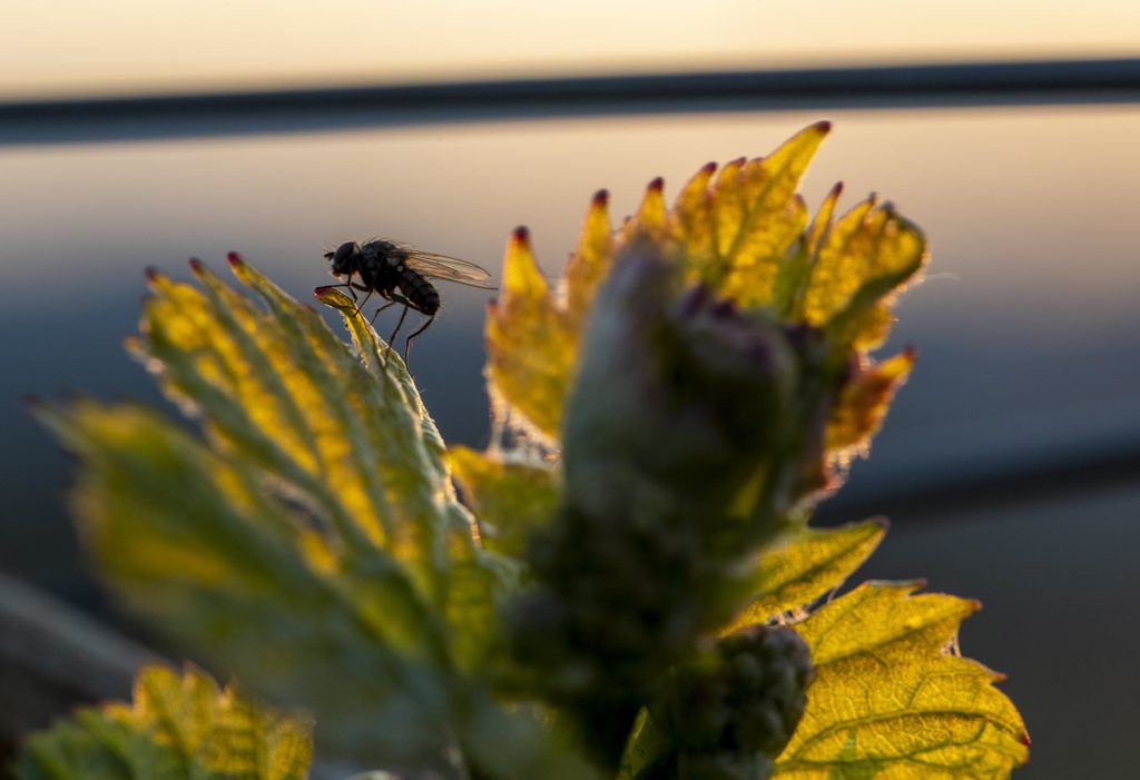 Fliege auf Weinblatt in Gegenlicht