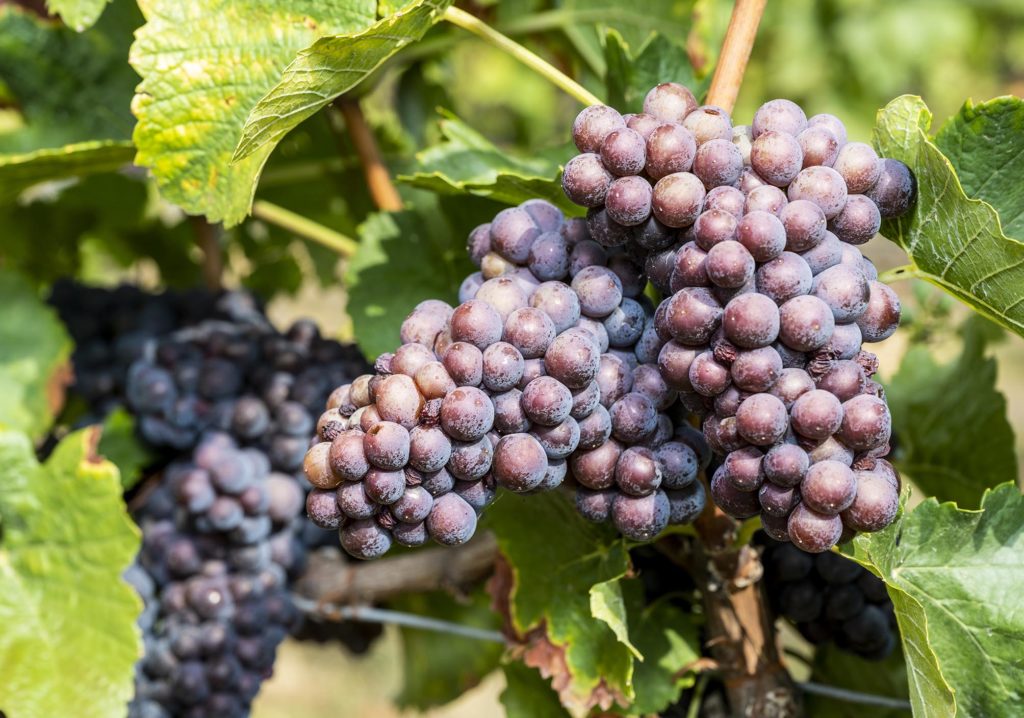 blaue Trauben am Weinstock