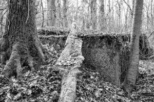 Schwarzweißfoto der Bunkerüberreste, die schon von Bäumen überwuchert sind