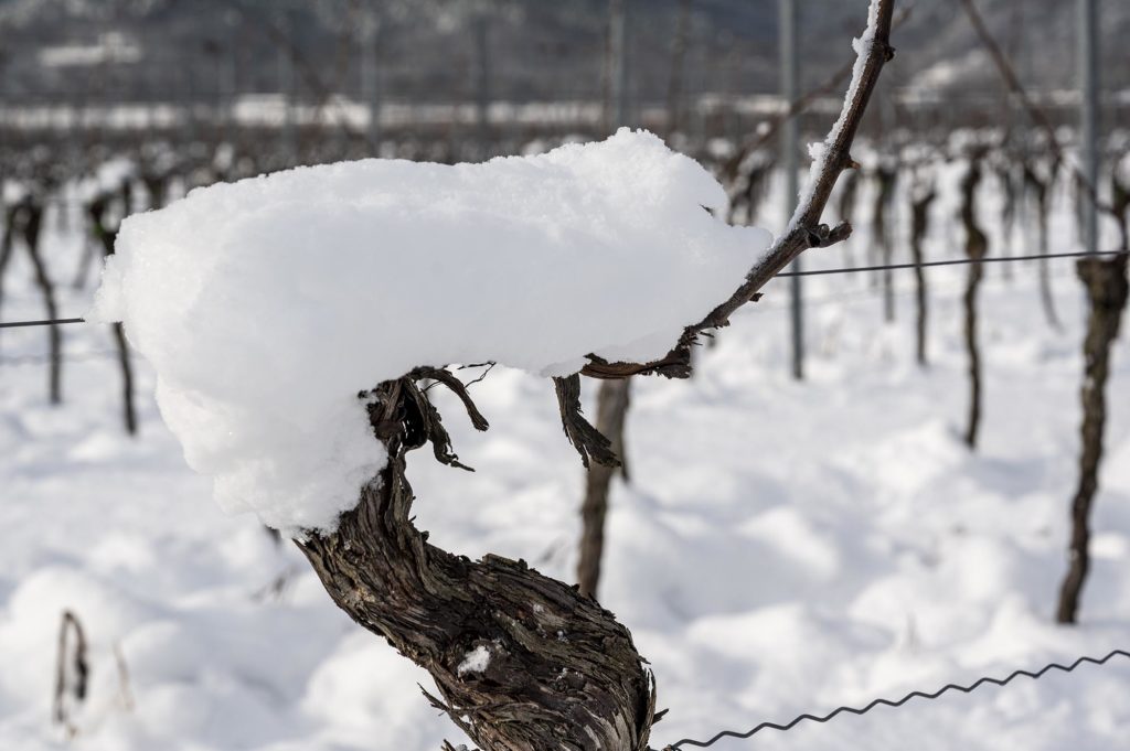 Schneebedeckter Weinstock