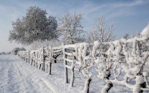 Rand eines Schneebedeckten Weinbergs mt Bäumen im Hintergrund