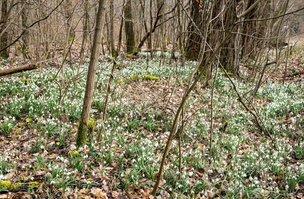 Waldboden voller Schneeglöckchen in der Nähe von Hochstadt