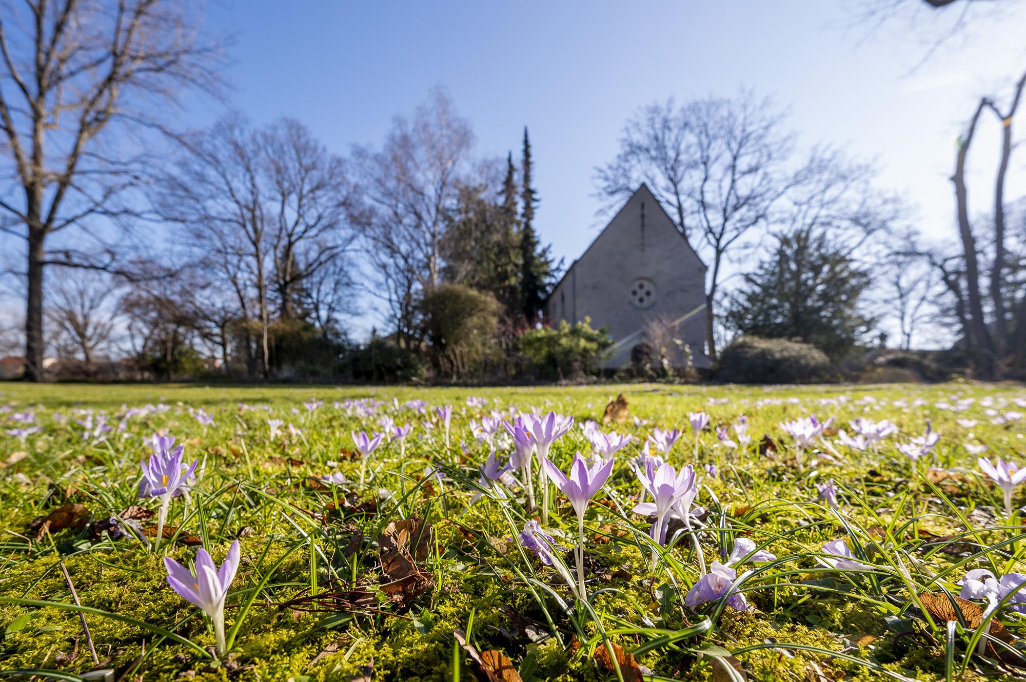 Wiese mit lila Krokussen, im Hintergrund Adenauerkapelle und Bäume