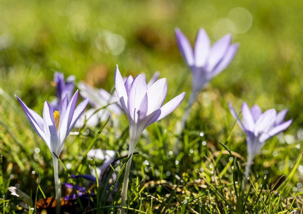 Großaufnahme lila Krokusse auf taunasser wiese