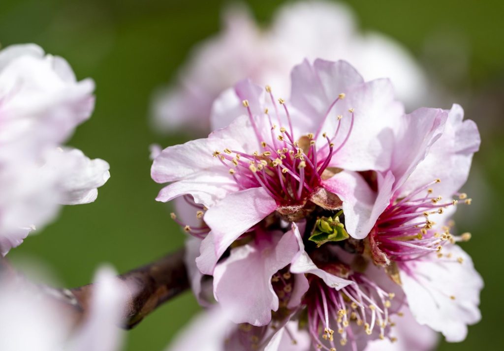 Nahaufnahme einer einzelnen Mandelblüte