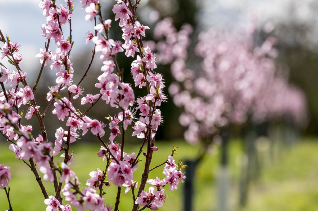 kleine Allee von noch jungen und kleinen rosa blühenden Mandelbäumen