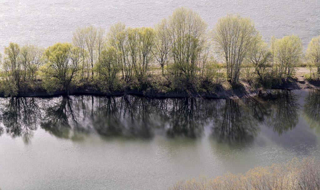 Zwischen einem Altrheinarm und dem Rhein stehende Bäume, deren Wipfel von der Sonne beleuchtet werden