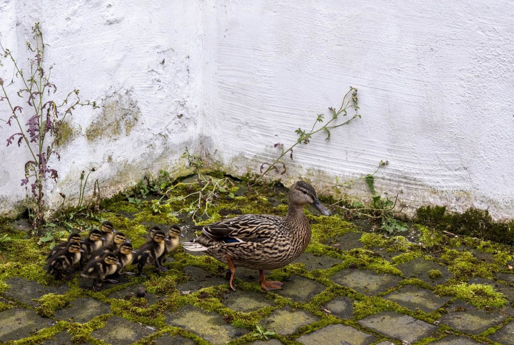 Entenmutter mit zehn Küken im Hof unterwegs