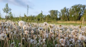 Wiese voller Pusteblumen