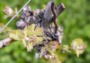 Nahaufnahme eines Blattaustriebs an einem Weinstock