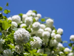 Kugelförmige Blütend an einem weißen Schneeballstrauch