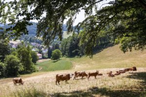 Braunbunte Rinder grsen auf einem Abhang, in der Ferne sieht man Häuser zwischen Wald links und rechts