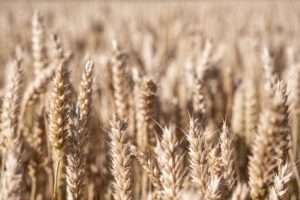Reife Weizenähren in Großaufnahme