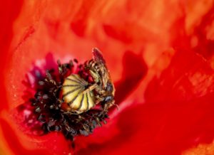 Biene beim Pollensmmeln in einer knallroten Klatschmohnblüte