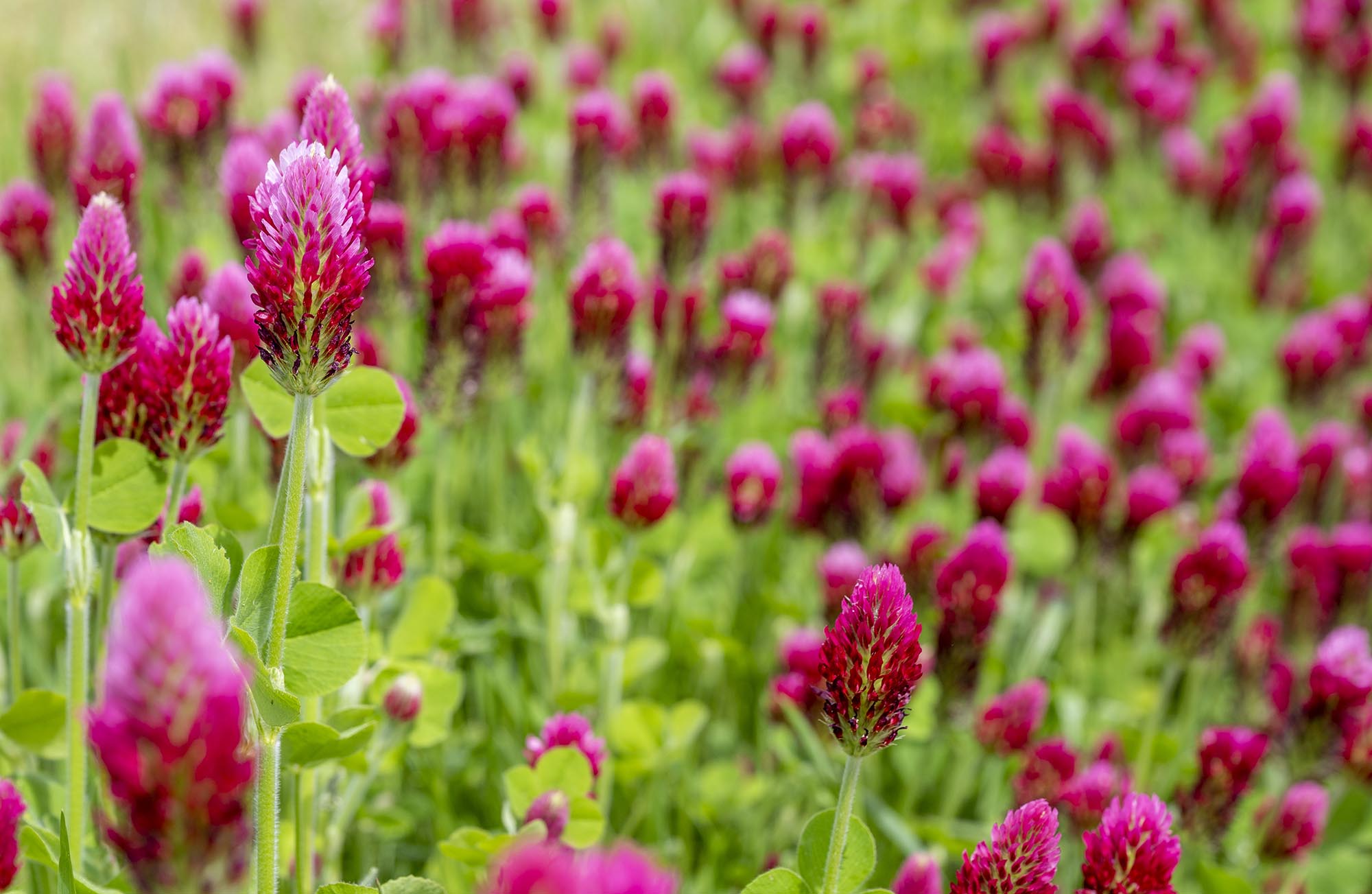 Wiese voller flammenförmiger roter Blüten des Inkarnat-Klees, auch Blutklee oder Rosenklee genannt