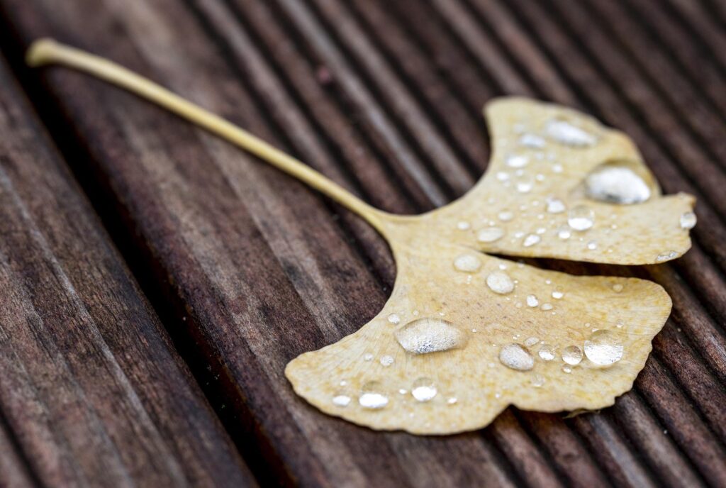 Herbstlich verfärbtes gelbes Ginkgo-Blatt auf dunklen Holzbrettern, auf dem Regentropfen perlen