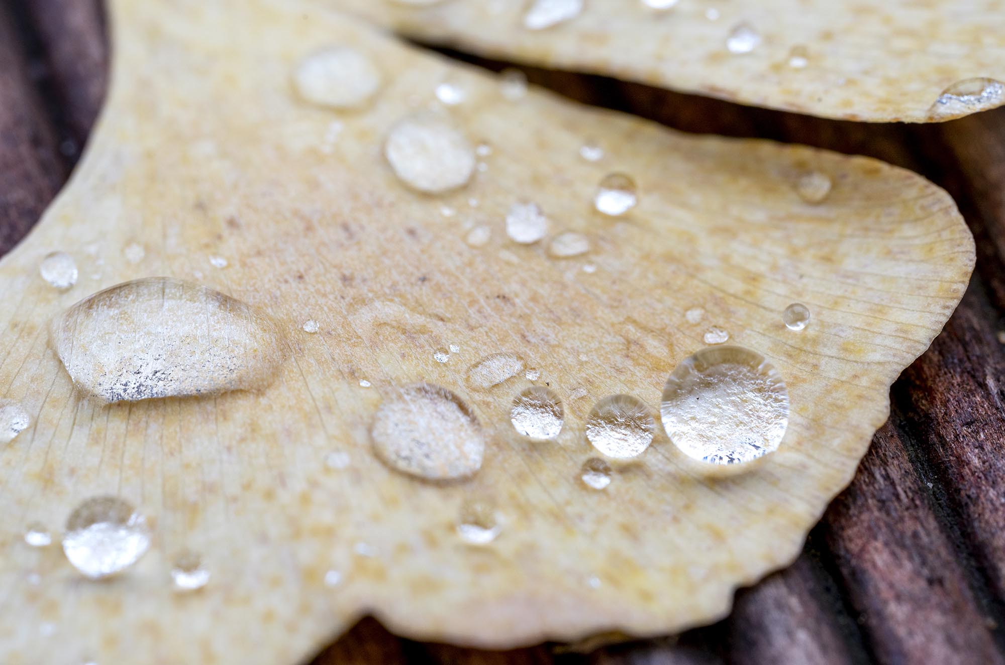 Herbstlich verfärbtes gelbes Ginkgo-Blatt, auf dem große Regentropfen perlen