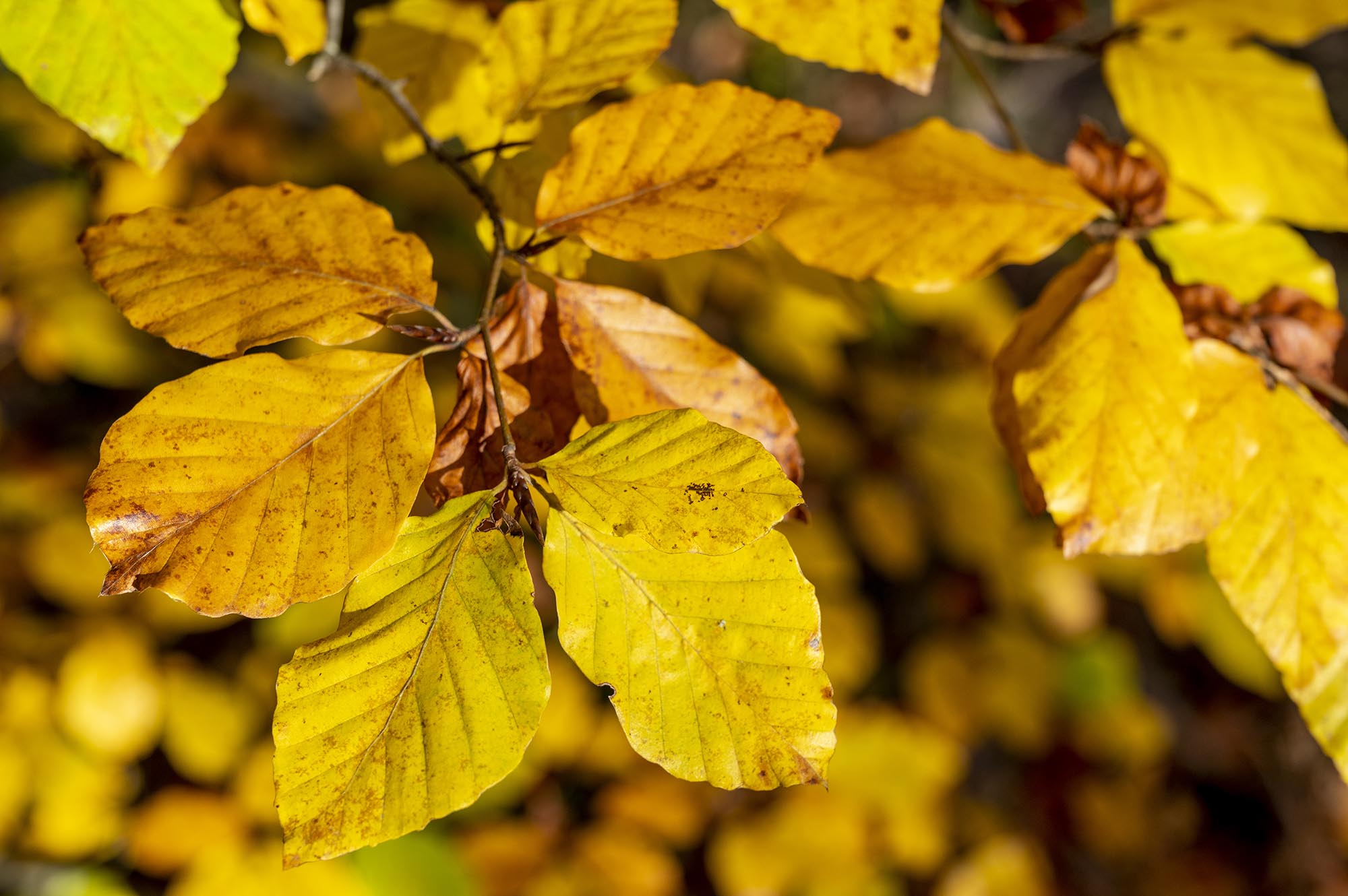 In Gelb- und Goldtönen leuchtendes Herbstlaub am Baum.