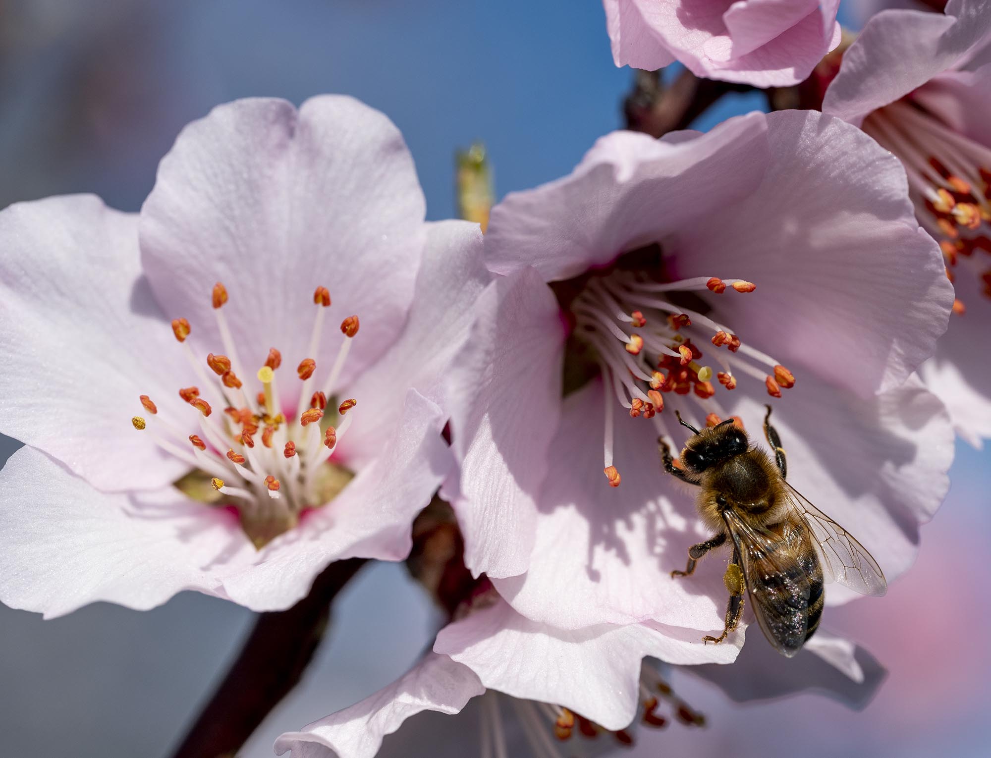 Nahaufnahme einer Biene, die gerade Pollen aus einer Mandelblüte sammelt